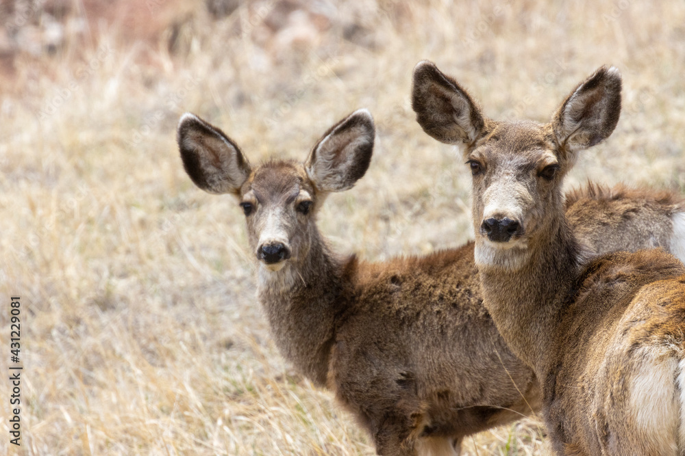 Herd of Mule Deer