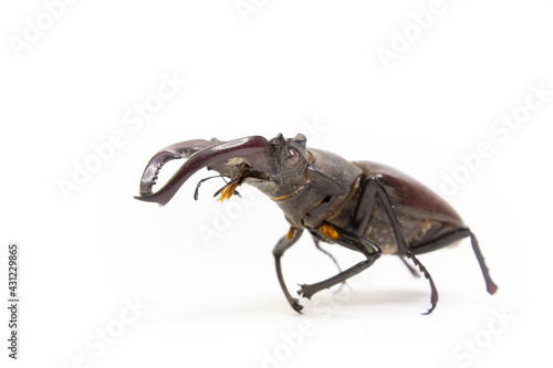 Lucanus cervus in front of white background. Stag beetle.