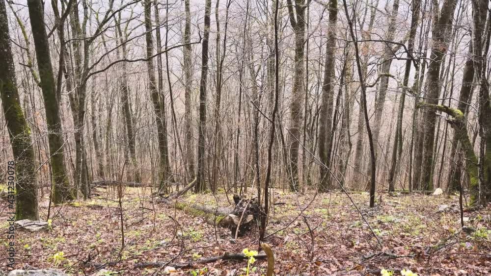 Forest landscape in mountainous terrain. Close up of tree trunks on high ground in springtime. Forest landscape in mountainous terrain. Close up of tree trunks on high ground in springtime.
