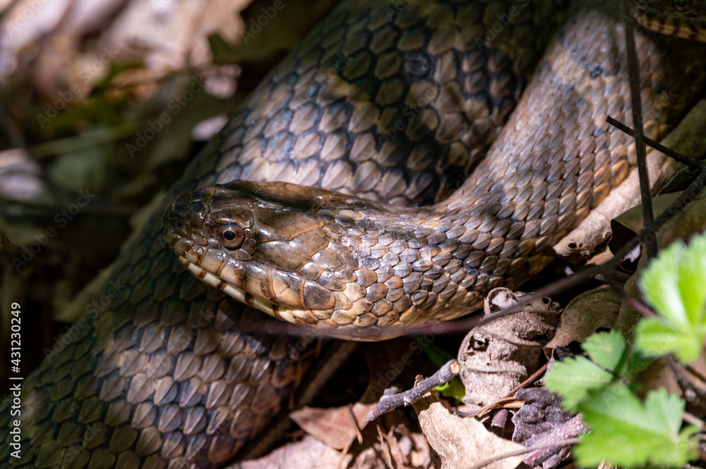 Obraz premium Water Snake