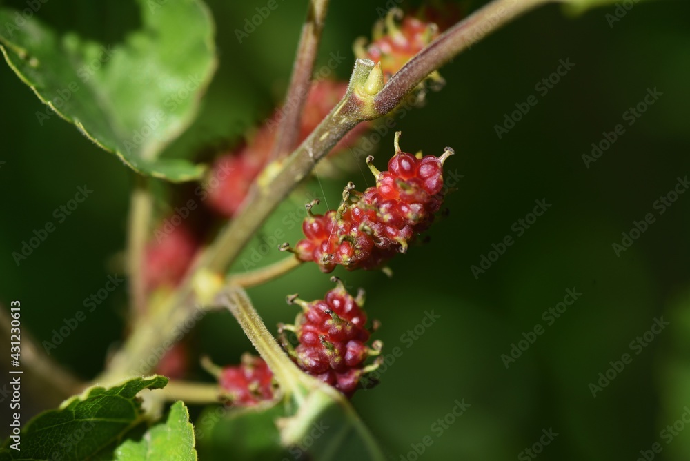 Mulberry / Mulberry tree is a Moraceae deciduous tree that ripens black in early summer and is used for eating fresh, making fruit wine and jams. Mulberry / Mulberry tree is a Moraceae deciduous tree that ripens black in early summer and is used for eating fresh, making fruit wine and jams.