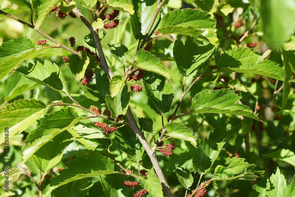 Mulberry / Mulberry tree is a Moraceae deciduous tree that ripens black in early summer and is used for eating fresh, making fruit wine and jams. Mulberry / Mulberry tree is a Moraceae deciduous tree that ripens black in early summer and is used for eating fresh, making fruit wine and jams.