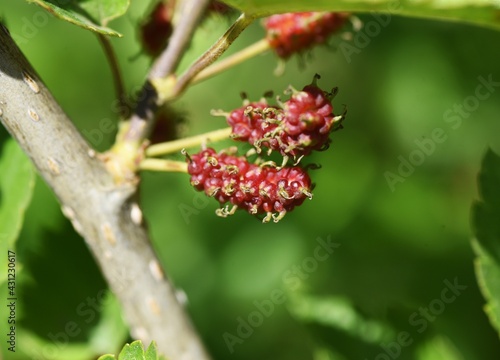 Mulberry / Mulberry tree is a Moraceae deciduous tree that ripens black in early summer and is used for eating fresh, making fruit wine and jams.