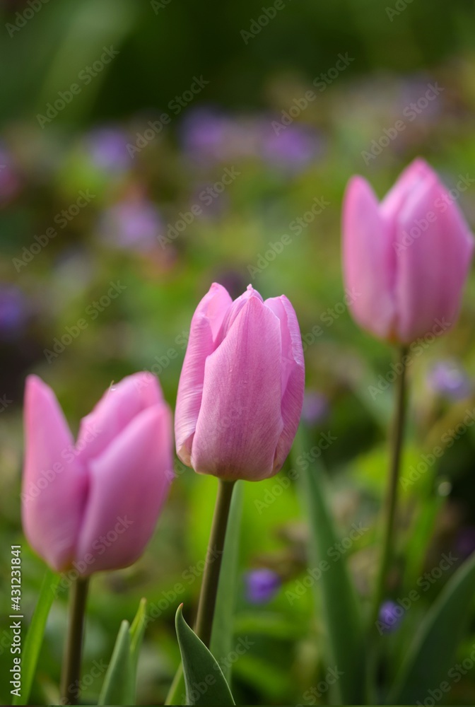 Pink tulips closeup, spring garden flowers
