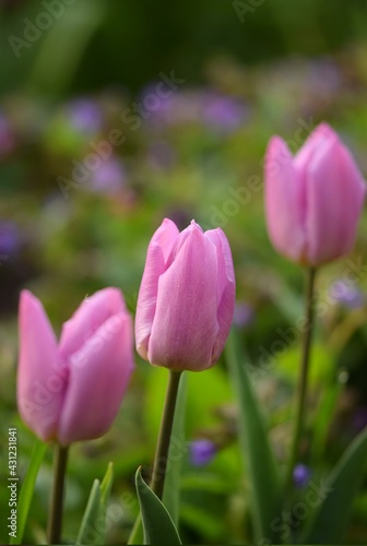 Pink tulips closeup  spring garden flowers 