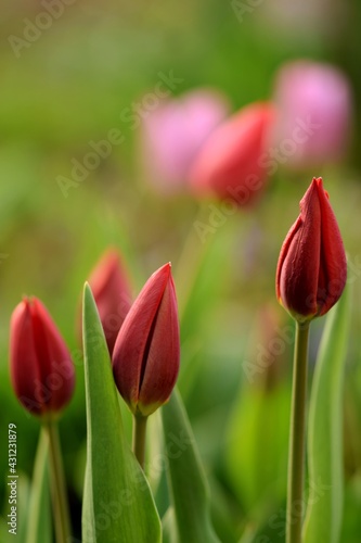 Red tulips image for love wishes, spring garden beauty