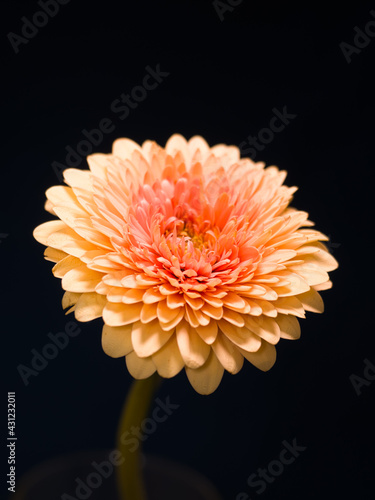 Gerbera is a genus of plants in the basket flower family. The genus contains about 20 wild-growing species and they occur in South America, Africa, Madagascar and tropical parts of Asia.