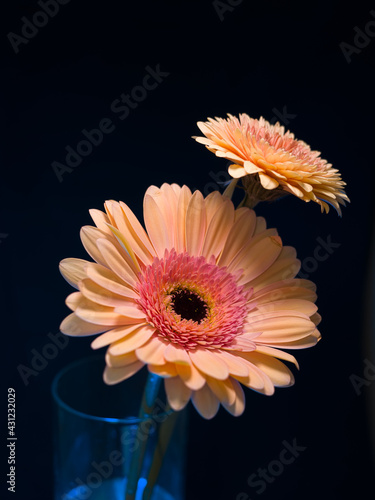 Gerbera is a genus of plants in the basket flower family. The genus contains about 20 wild-growing species and they occur in South America, Africa, Madagascar and tropical parts of Asia.