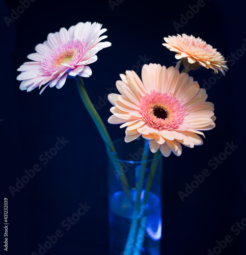 Gerbera is a genus of plants in the basket flower family. The genus contains about 20 wild-growing species and they occur in South America, Africa, Madagascar and tropical parts of Asia.