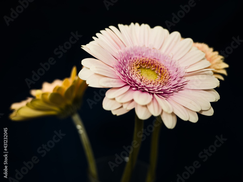 Gerbera is a genus of plants in the basket flower family. The genus contains about 20 wild-growing species and they occur in South America, Africa, Madagascar and tropical parts of Asia.