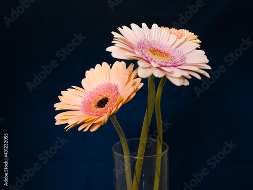 Gerbera is a genus of plants in the basket flower family. The genus contains about 20 wild-growing species and they occur in South America, Africa, Madagascar and tropical parts of Asia.