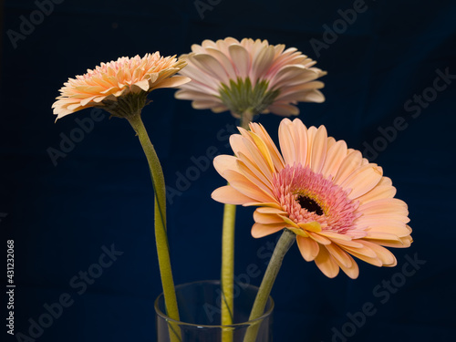 Gerbera is a genus of plants in the basket flower family. The genus contains about 20 wild-growing species and they occur in South America, Africa, Madagascar and tropical parts of Asia.