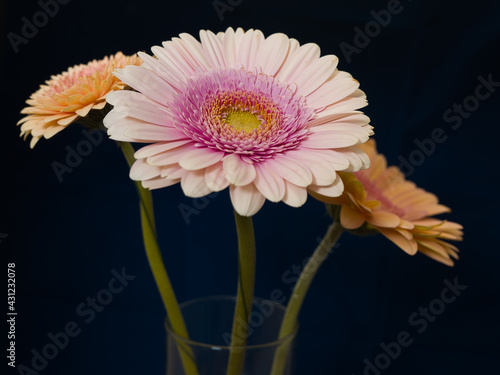 Gerbera is a genus of plants in the basket flower family. The genus contains about 20 wild-growing species and they occur in South America, Africa, Madagascar and tropical parts of Asia.