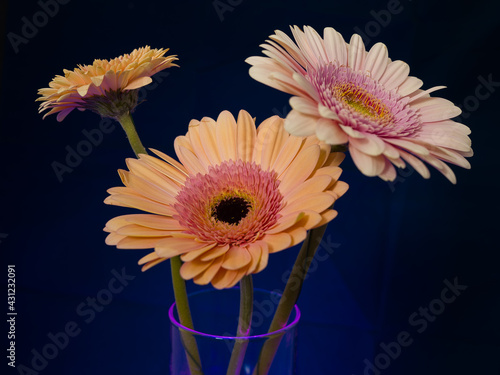Gerbera is a genus of plants in the basket flower family. The genus contains about 20 wild-growing species and they occur in South America, Africa, Madagascar and tropical parts of Asia.
