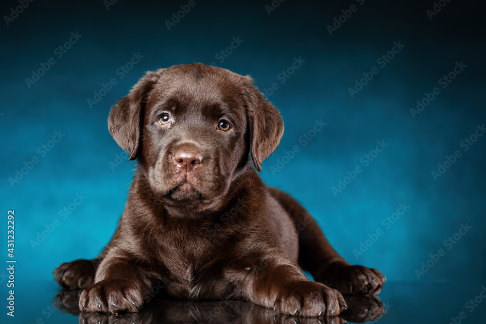 Studio portrait of chocolate labrador retriever puppy dog on color blue and black background and glossy surface.