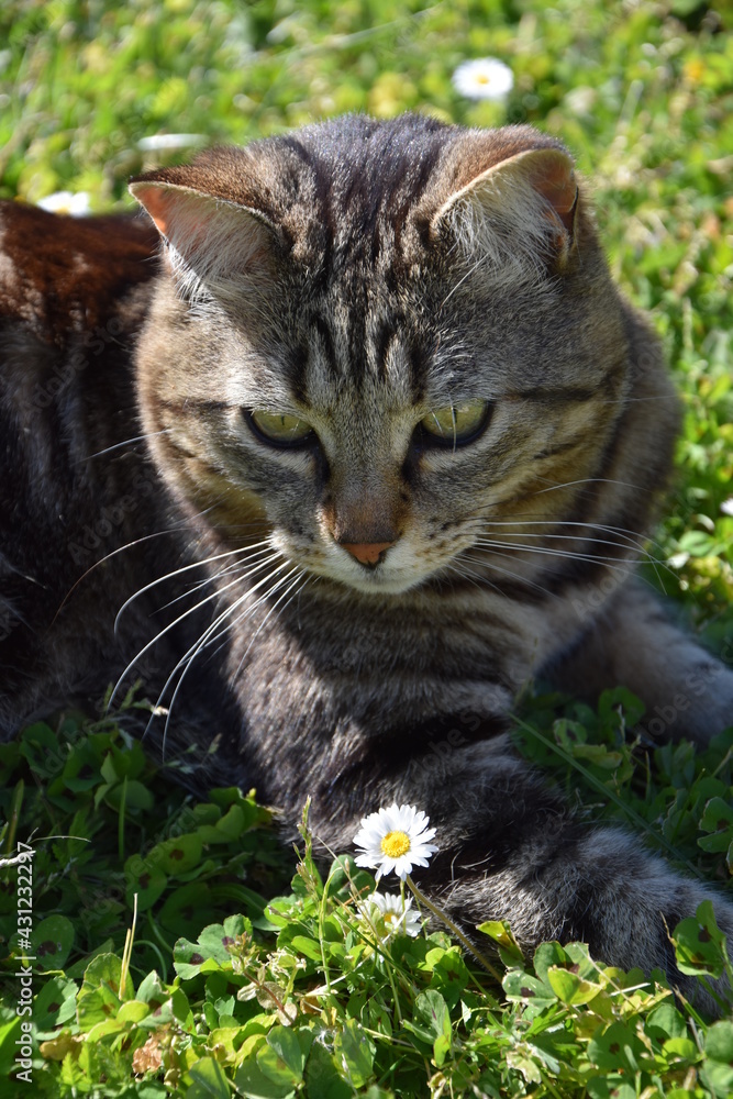 Chat dans un jardin.