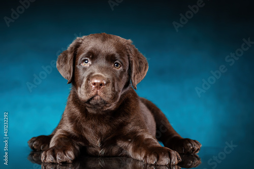 Studio portrait of chocolate labrador retriever puppy dog on color blue and black background and glossy surface.