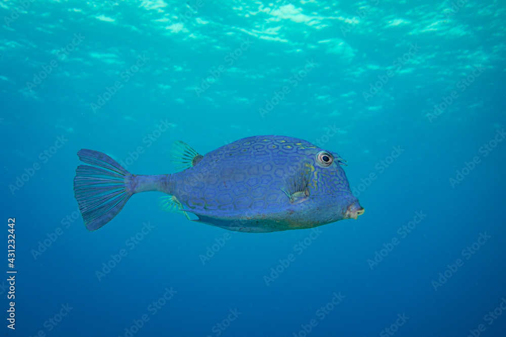 Honeycomb Cowfish (Isolated)