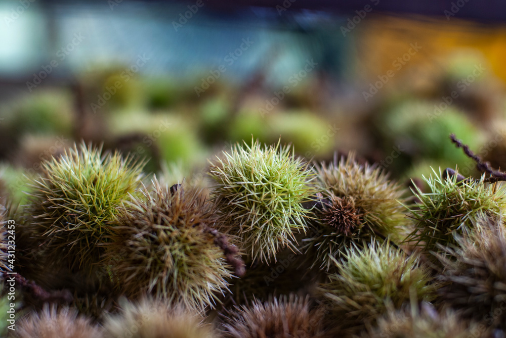 close up of a bunch of chestnuts close up of a bunch of chestnuts