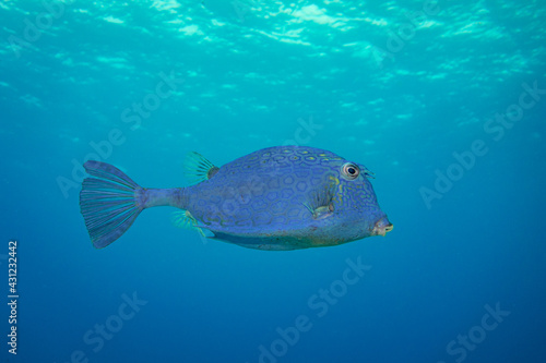 Obraz na płótnie Honeycomb Cowfish (Isolated) w salonie