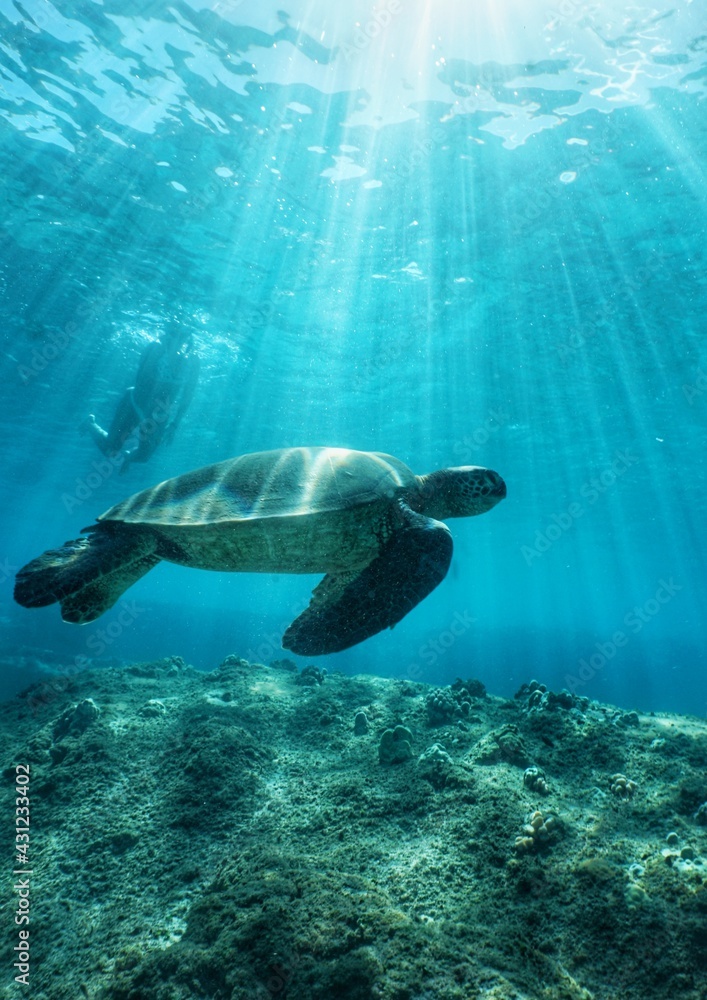 Obraz premium Swimming with Green Sea Turtles in Hawaii 