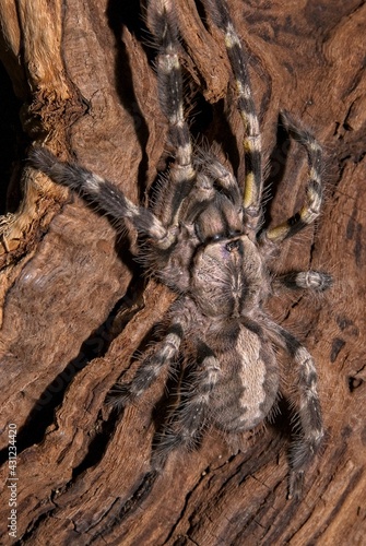 An Indian Ornamental Tarantula (Poecilotheria regalis) clings to the bark of a tree. A splash of yellow lines the lower half of the front legs, and all the legs are covered in bristly hairs.