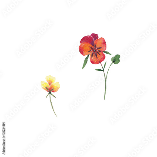 Paint of hand-drawn watercolor pansies flowers on a white background. Use for menus, invitations, wedding