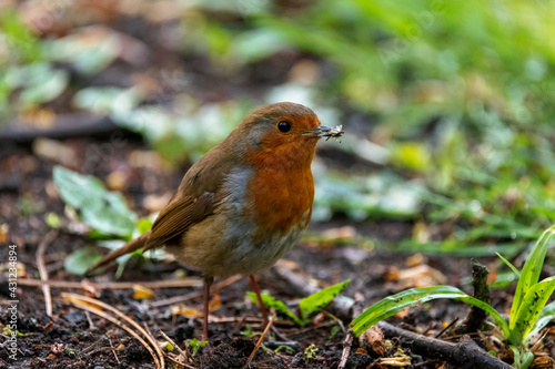 A robin redbreast holds a fly in its beak