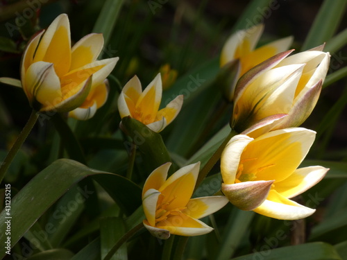 Tarda tulip (Tulipa tarda) - close up of yellow-white star-shaped flowers, Poland