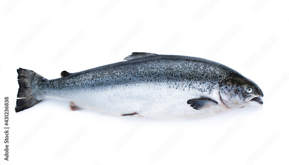 Raw salmon fish isolated on white background Raw salmon fish isolated on white background