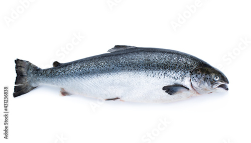 Raw salmon fish isolated on white background