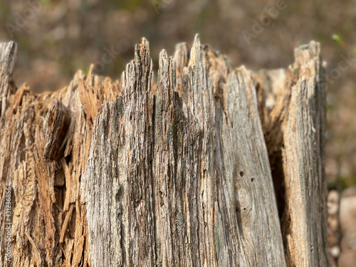 wooden fence