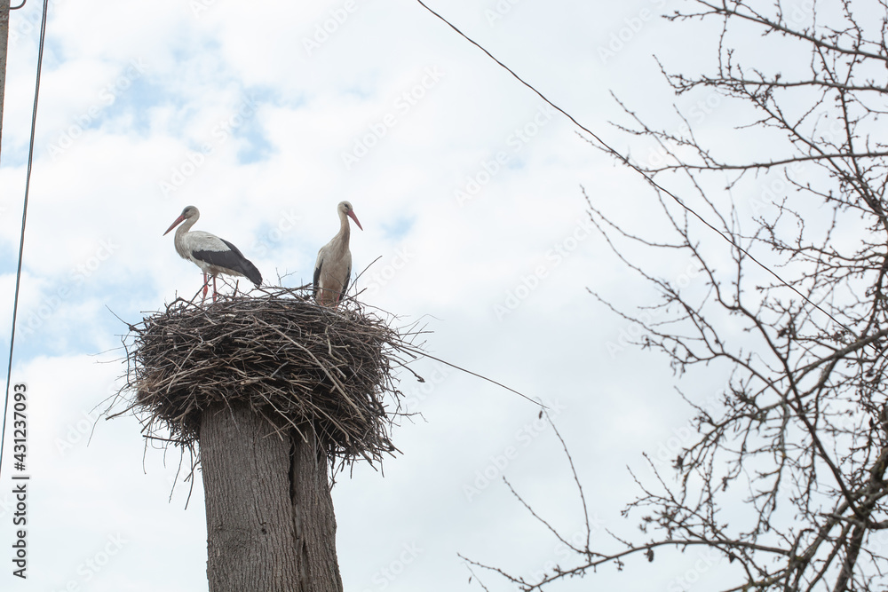 Fototapeta premium Pair of storks in their nest on top of an electricity pole