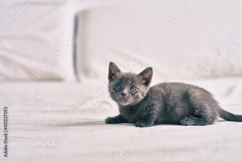Fototapeta Naklejka Na Ścianę i Meble -  Adorable grey cat laying on the bed.