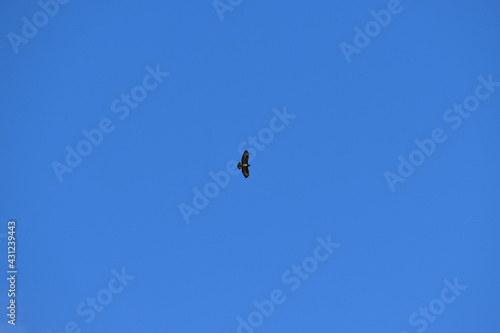 Buteo buzzard (rough-legged hawk) in the blue sky, Coventry, England, UK