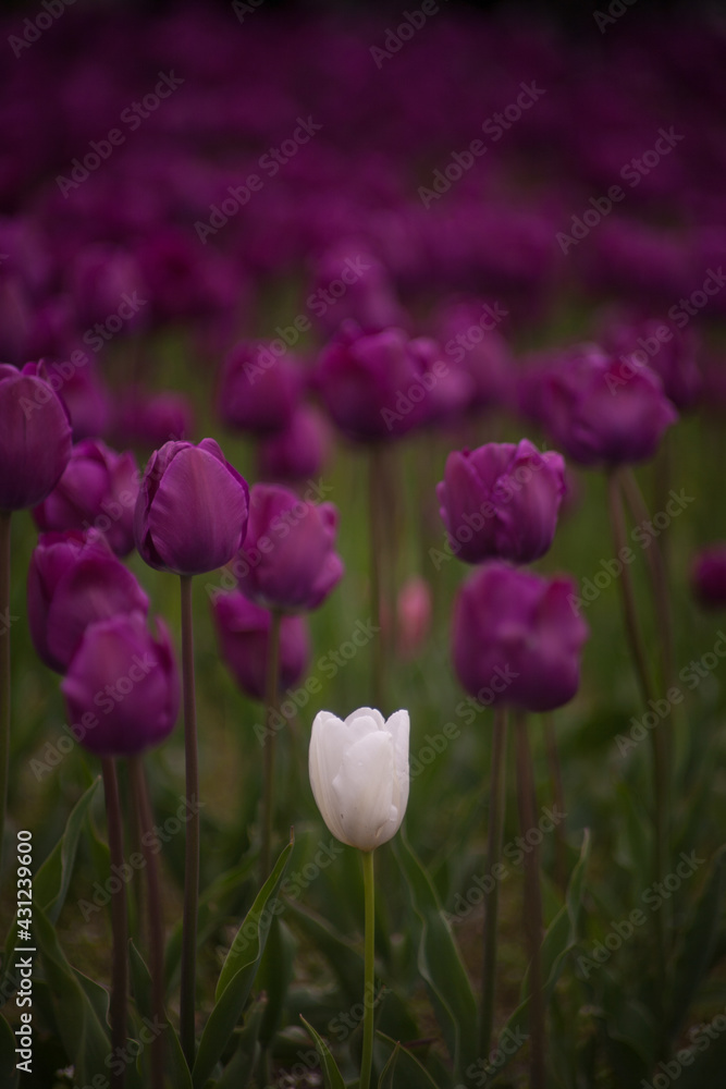 Obraz premium Beautiful tulips, a symbol of spring. Spring. April. 
