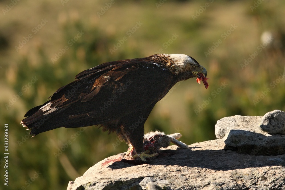 Fototapeta premium Spanish imperial eagle (Aquila adalberti), also known as the Iberian imperial eagle, Spanish or Adalbert's eagle feeding with a death rabbit.