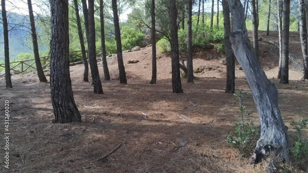 forest in the Tranco reservoir seen from the drone. Located in the Natural Park of the Sierras de Cazorla, Segura y las Villas, Spain forest in the Tranco reservoir seen from the drone. Located in the Natural Park of the Sierras de Cazorla, Segura y las Villas, Spain
