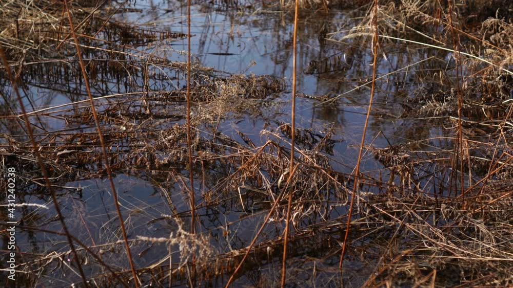 Dry reed bending over the water. Calming nature Dry reed bending over the water. Calming nature