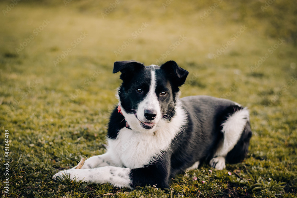 Beautiful black and white border collie dog portrait, isolated on green grass field during summer day