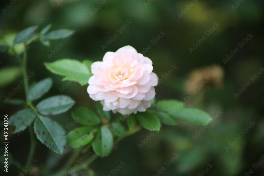 soft flower 1 soft flower 1