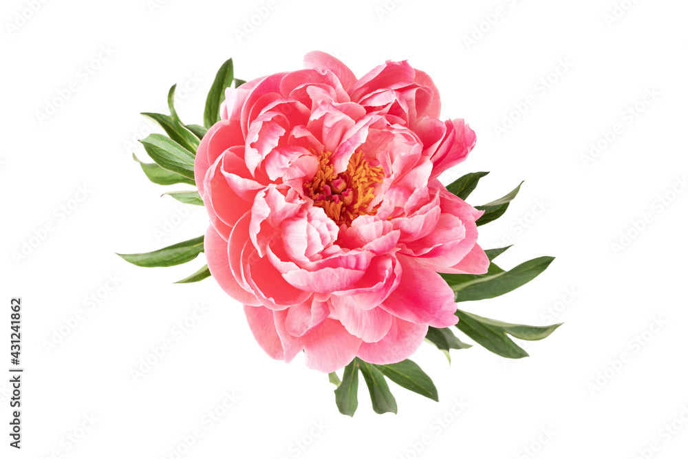 Pink peony isolated on white background. Artisan florist, floral shop, greeting card