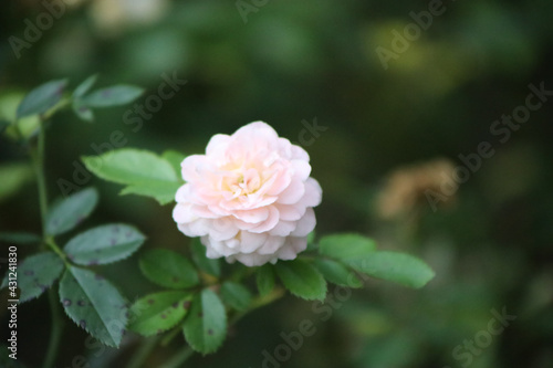 soft flower blush 2