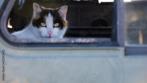 Kot siedzący we wraku starego samochodu