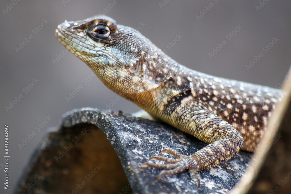 Fototapeta premium Sunbathing Sentinel: A Lizard in its Natural Habitat