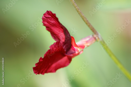 Blossoming Beauty: Capturing the Elegance of a Flower