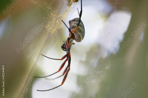 Arachnid Elegance: Capturing a Spider in its Web