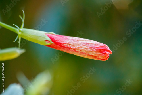 Nature's Artistry: Exploring the Intricate Details of a Blossom
