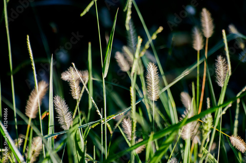 Untamed Wilderness: Exploring the Overgrown Thicket
