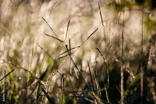 Vibrant Green Grass: Nature's Carpet